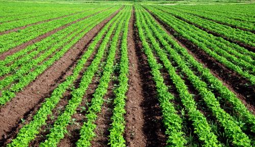 Soybean two weeks BBF (1)