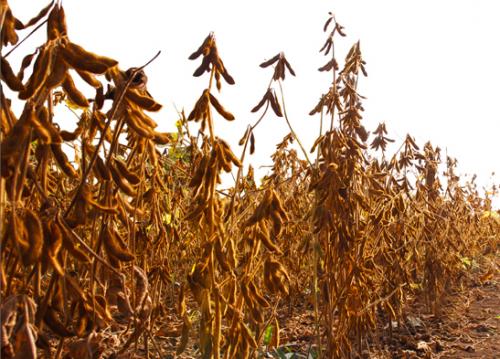 mature soybean 1 (1)
