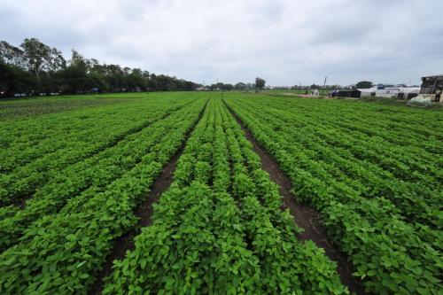soybean crop on BBF at three weeks (1)
