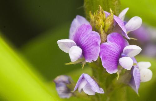 soybean flower (1)