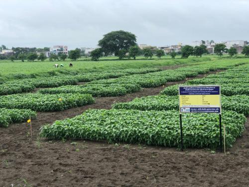 soybean rhizobia field trial kharif 2019b (1)